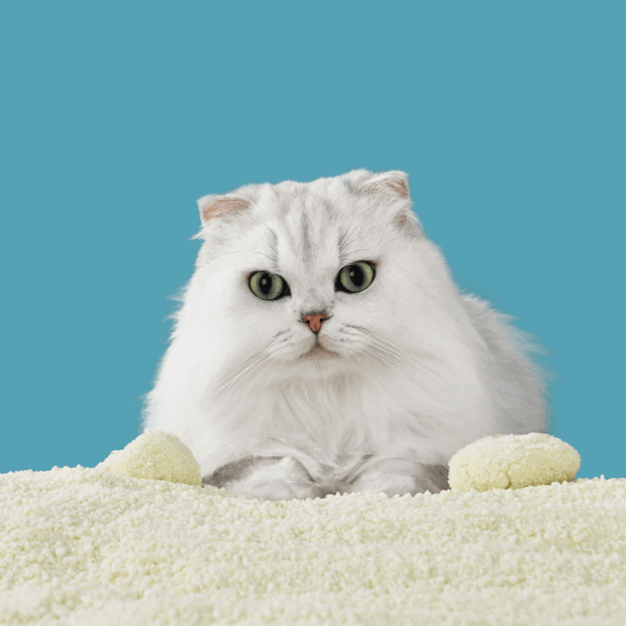 Michu 植物猫砂2.5kg 黑五团购活动来袭-PETROOM