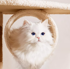 Ona's Cottage Multi-Tier Cat Tree with Cat Scratching Posts