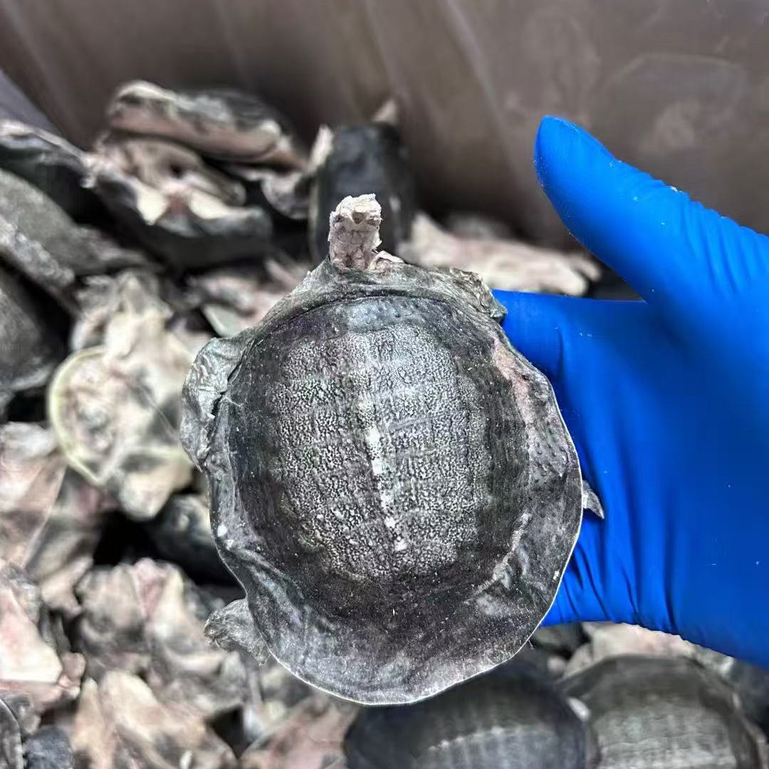 PAWDRY 鹏禹天派 Whole Freeze-Dried Softshell Turtle-PETROOM