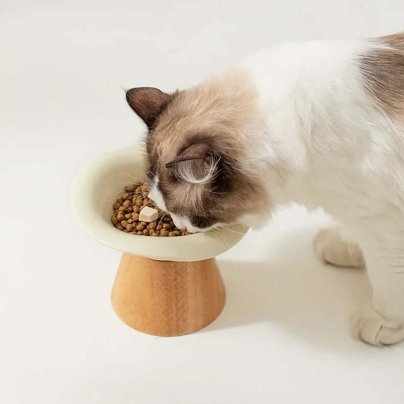 Cat eating dry food from elevated ceramic bowl with wooden base, stylish pet feeding solution