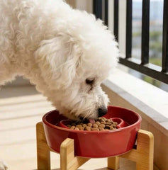 White poodle eating kibble from red elevated dog bowl on wooden stand near balcony