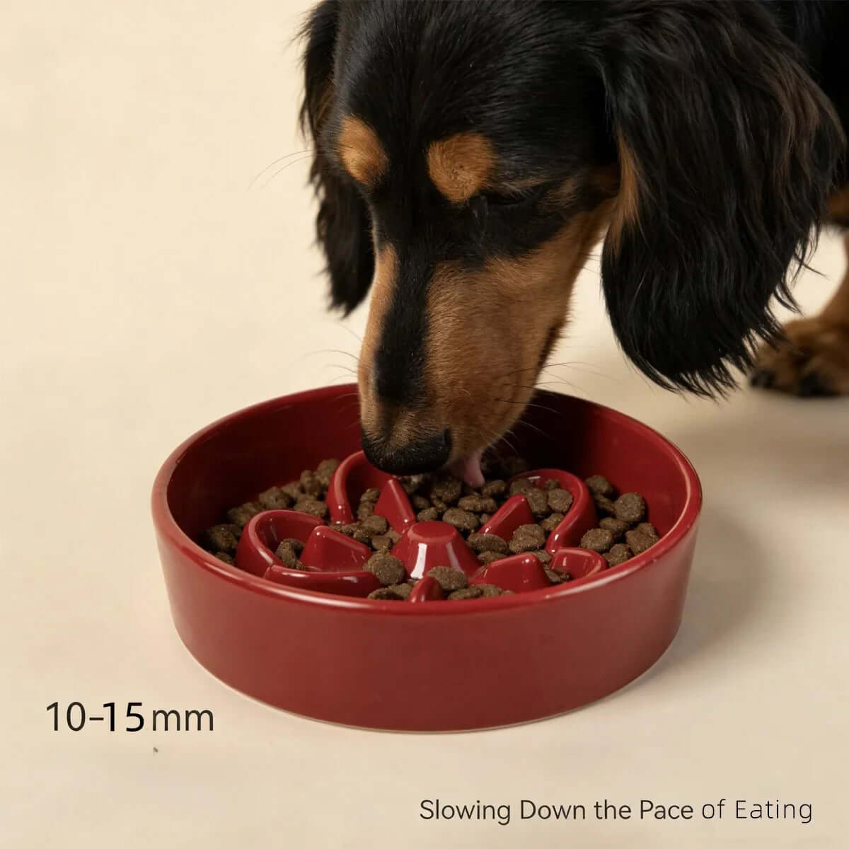 Dachshund eating from red slow feeder bowl with 10-15mm kibble, designed to slow eating pace for dogs