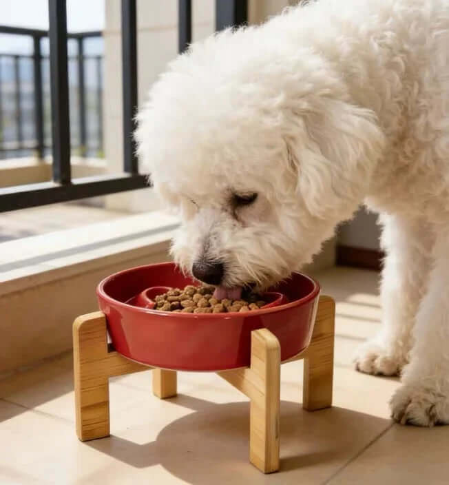 White dog eating kibble from red elevated pet bowl on wooden stand near window