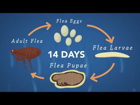 Moxiclear Flea & Worming Spot Treatment 10-25kg Dog 6pk-Petroom