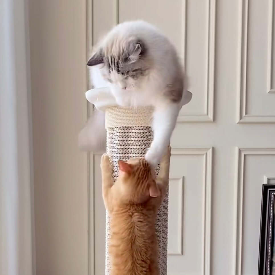 Roman Column Aesthetic Corrugated Cat Scratching Post – Stylish cat scratchers for Indoor Cats with two cats playing.